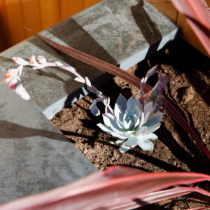 Succulents love the climate in West Wittering. Lou our garden designer knows what grows best!
