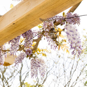 The beautiful wisteria loves it new pergola support