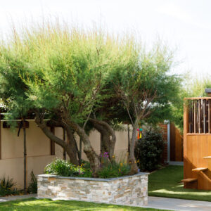 The tamarisk hedge was divided up and large sections have had planters built around them. The tamarisk is great for windy, coastal locations and provides much needed shelter to the rest of the garden and need only yearly maintenace