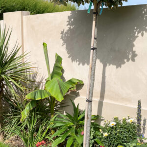 Banana plants will grow very well in The Witterings