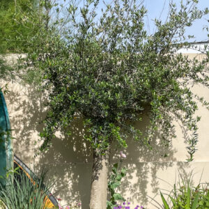 When starting a new garden it is nice to introduce a few mature trees into the border